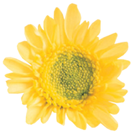 Chrysanthemum Flower