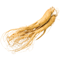 Panax Ginseng