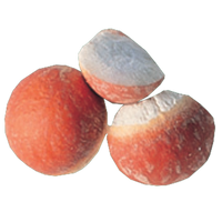 Gordon Euryate Seed