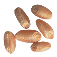 Wheat