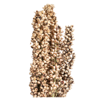 Sorghum