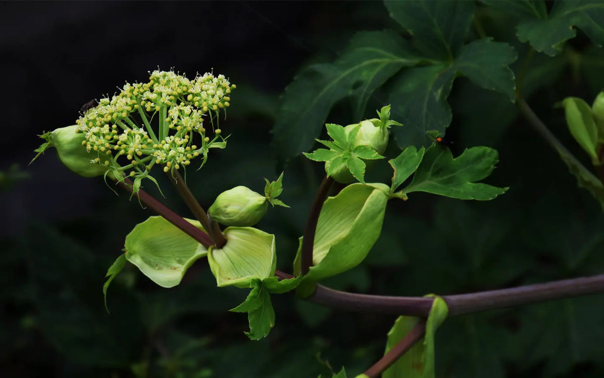 Organic Ashitaba: Health Benefits and Traditional Uses