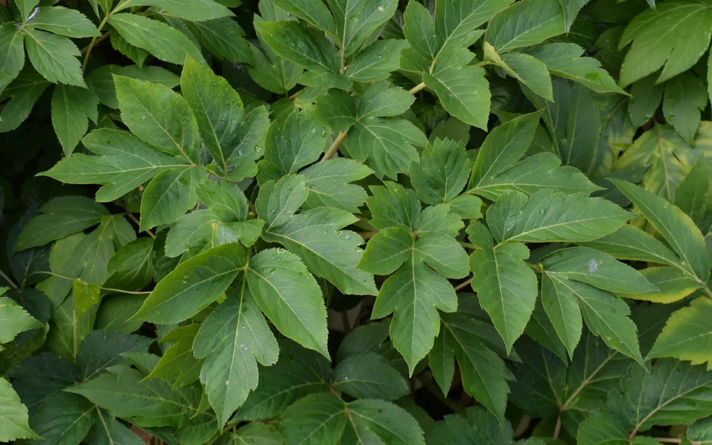 The birth place of genuine Ashitaba