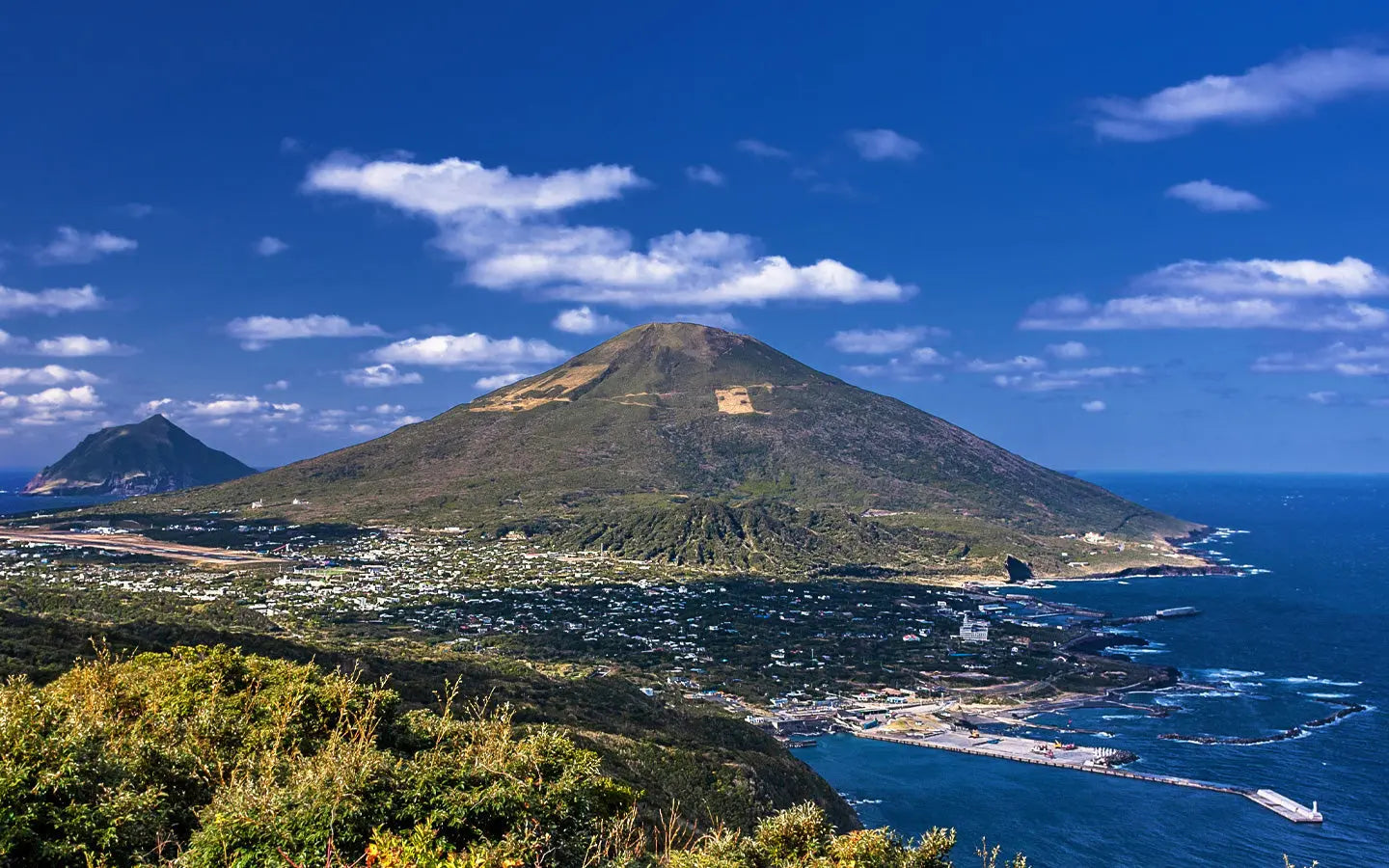 This Japanese plant could hold the key to extended youth