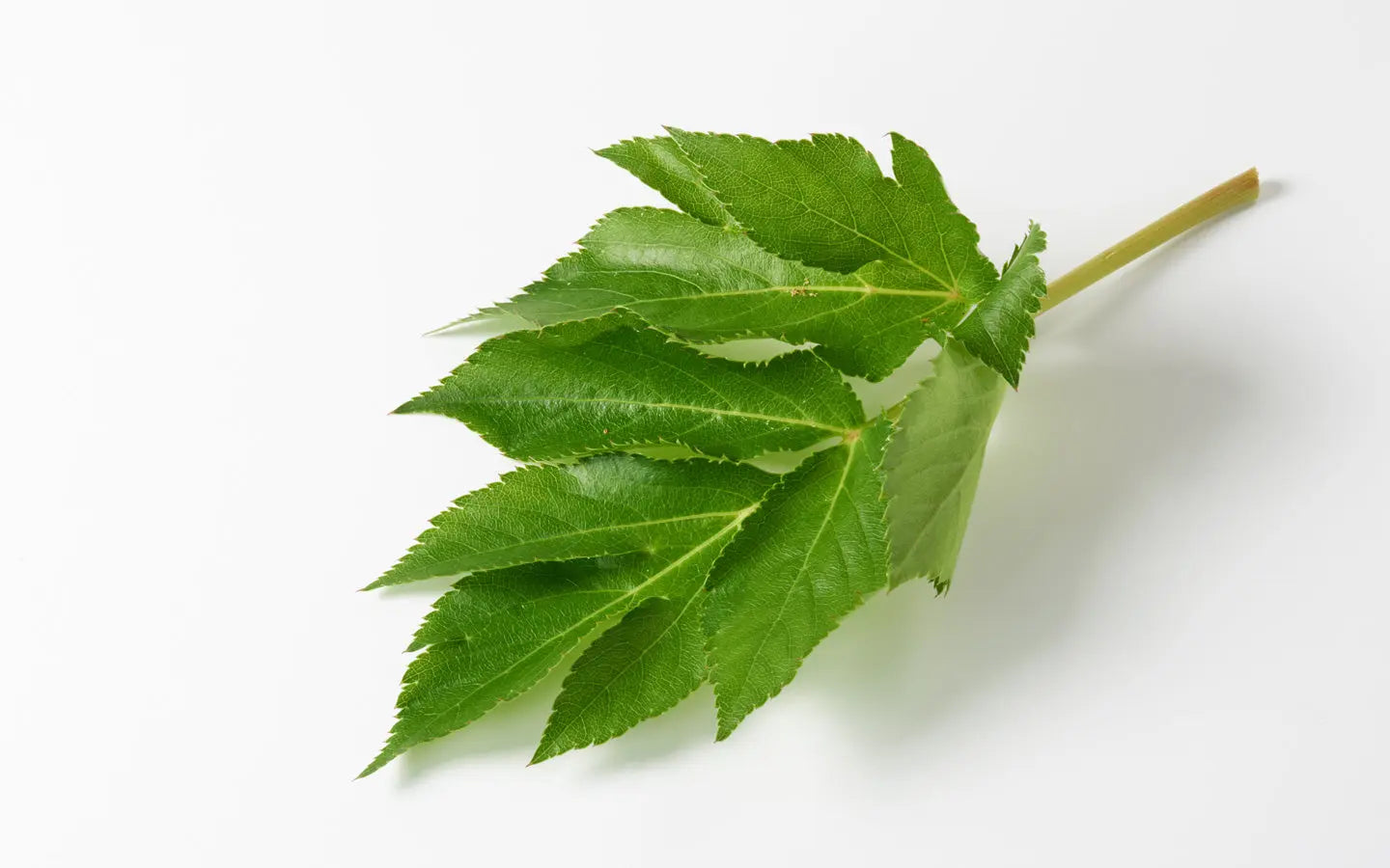 The Tomorrow’s Leaf”